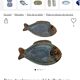 Artisanal fish dish