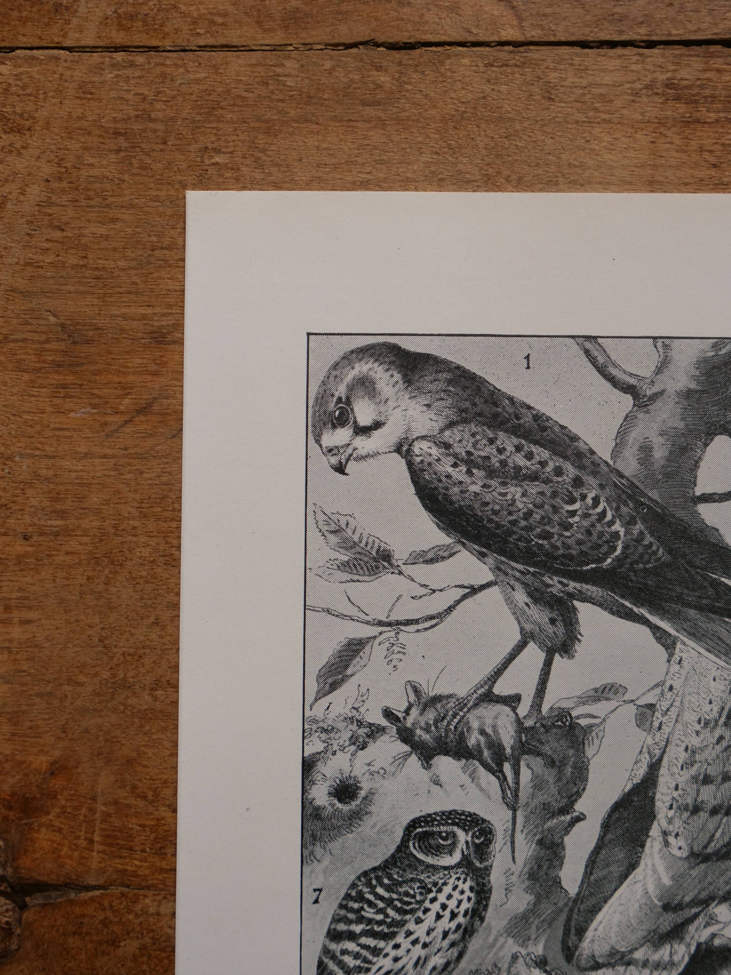 Original lithographs of birds of paradise and farmyard birds