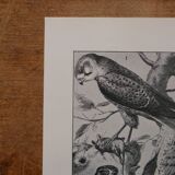 Lithographies originales sur les oiseaux de paradis et de basse-cour