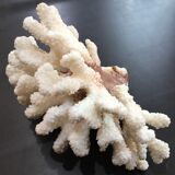 Coral branch