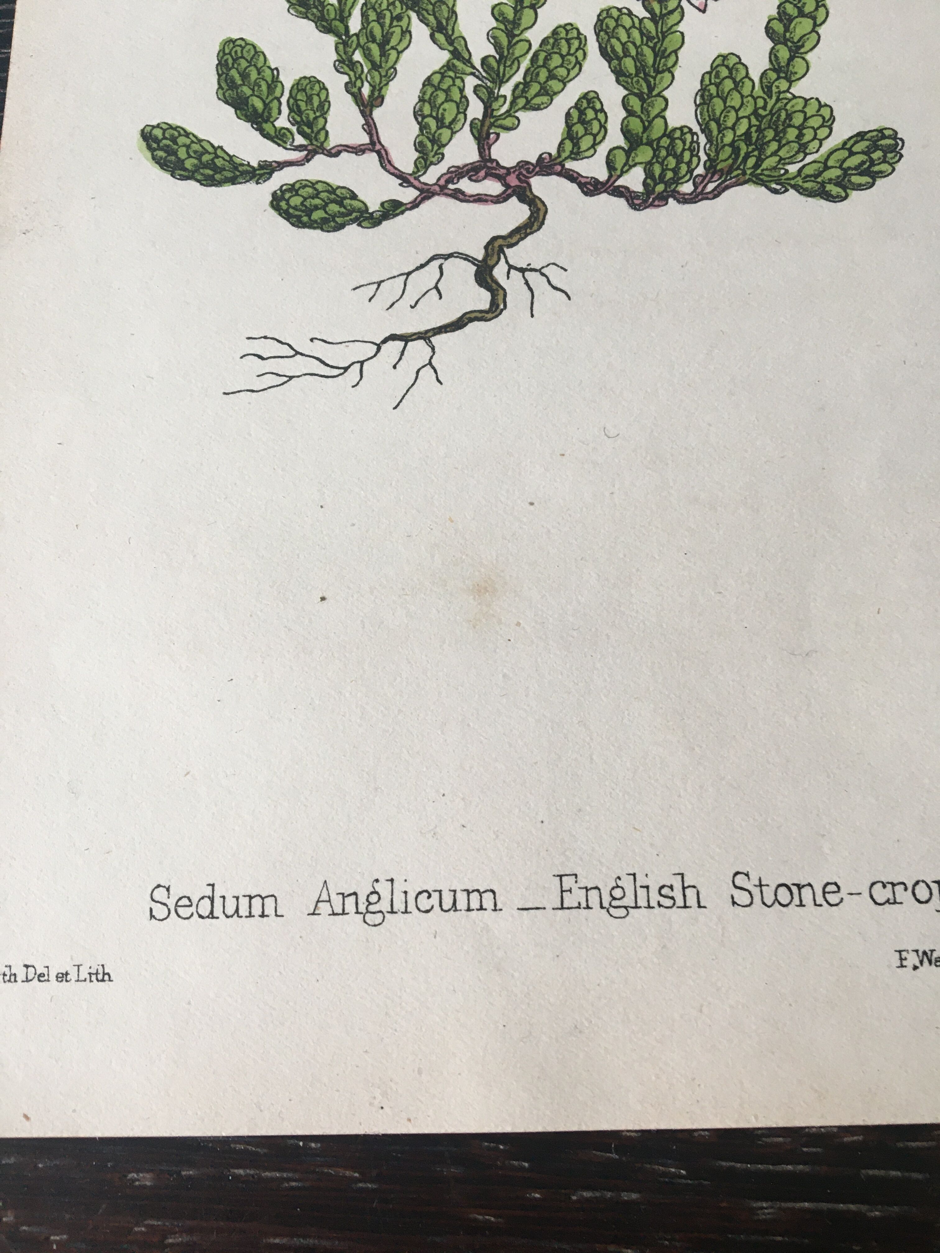 R.Hogg Botanical Boards, 1878