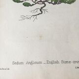 R.Hogg Botanical Boards, 1878