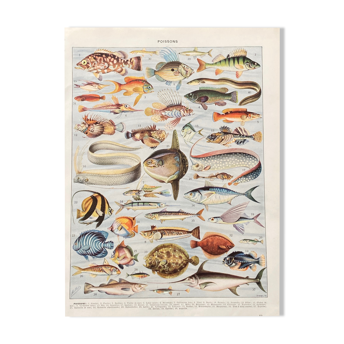 Old illustration Millot "Fish"