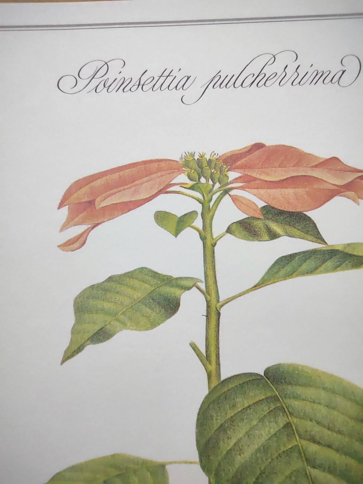 Botanical engraving -Poinsettia Pulcherriima- Illustration of medicinal plants and herbs