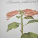 Botanical engraving -Poinsettia Pulcherriima- Illustration of medicinal plants and herbs