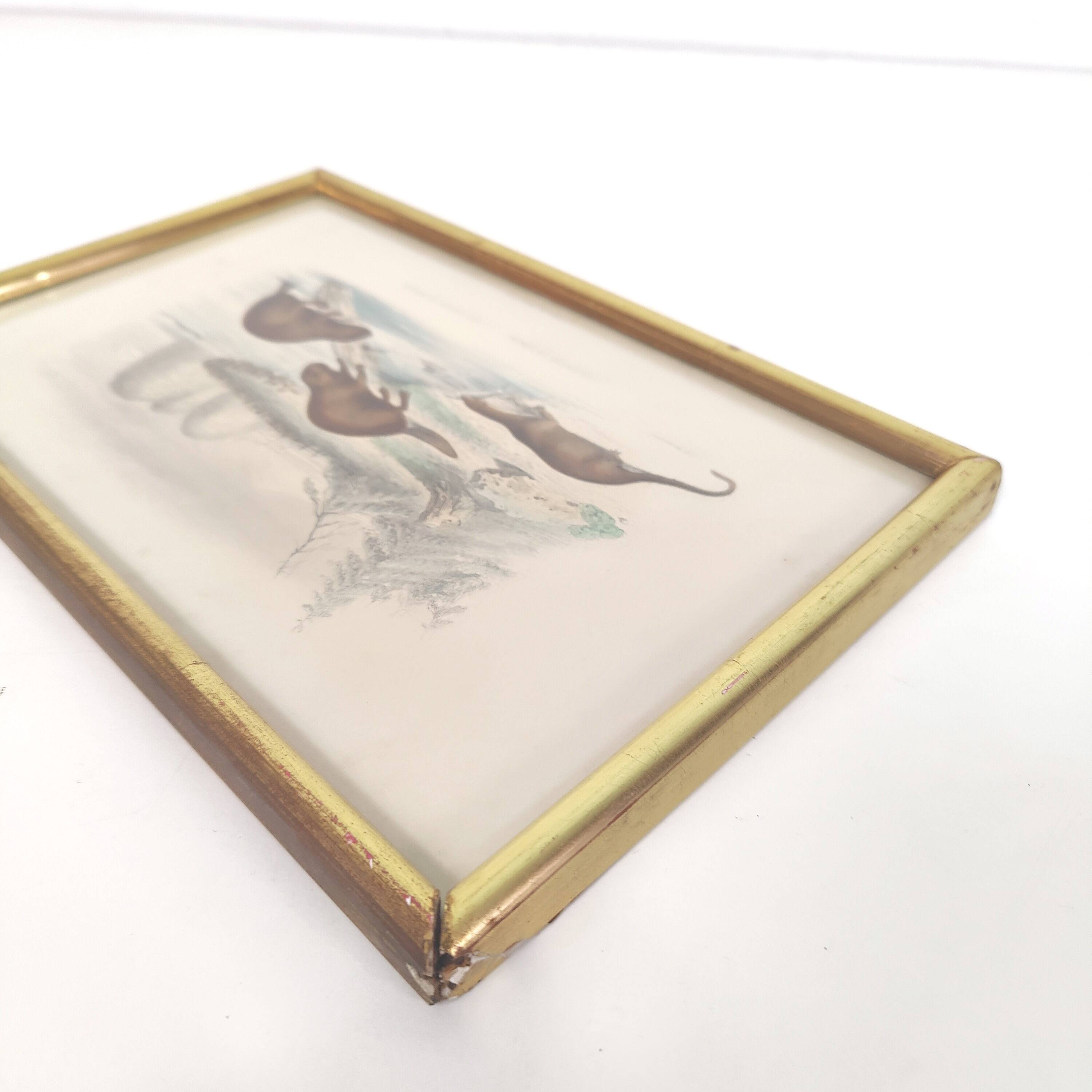 Zoological board engraving Buffon otter and beaver from Canada gilded wood frame