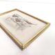 Zoological board engraving Buffon otter and beaver from Canada gilded wood frame