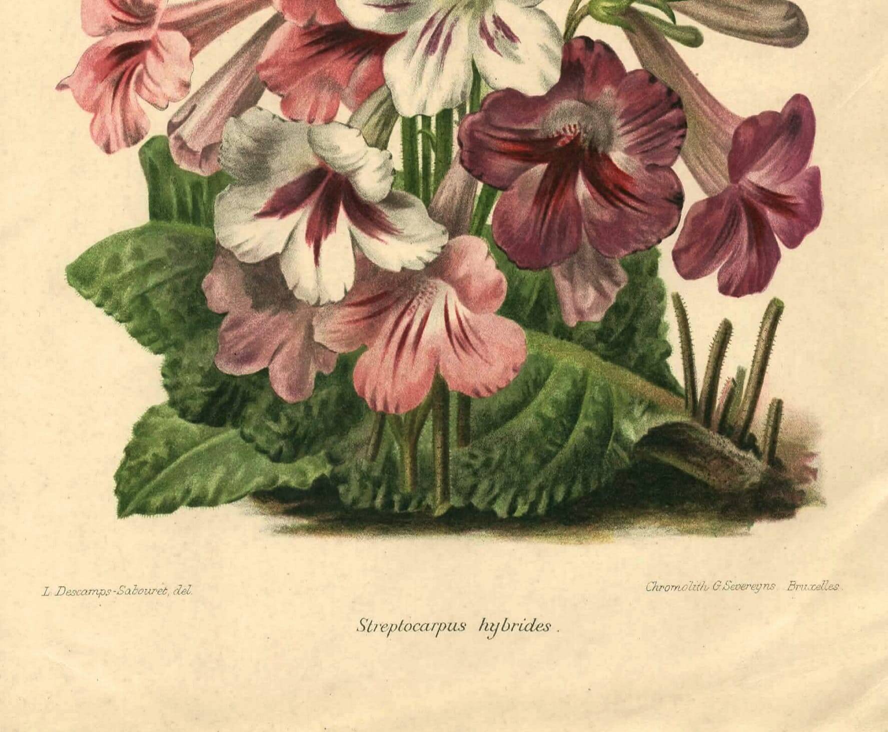 Botanical engraving from 1896 by Descamps-Sabouret • Streptocarpus hybrids • Old lithograph