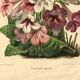 Botanical engraving from 1896 by Descamps-Sabouret • Streptocarpus hybrids • Old lithograph