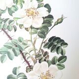 Set of 4 botanical plates roses