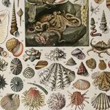 Lithograph on molluscs - 1900