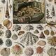 Lithograph on molluscs - 1900