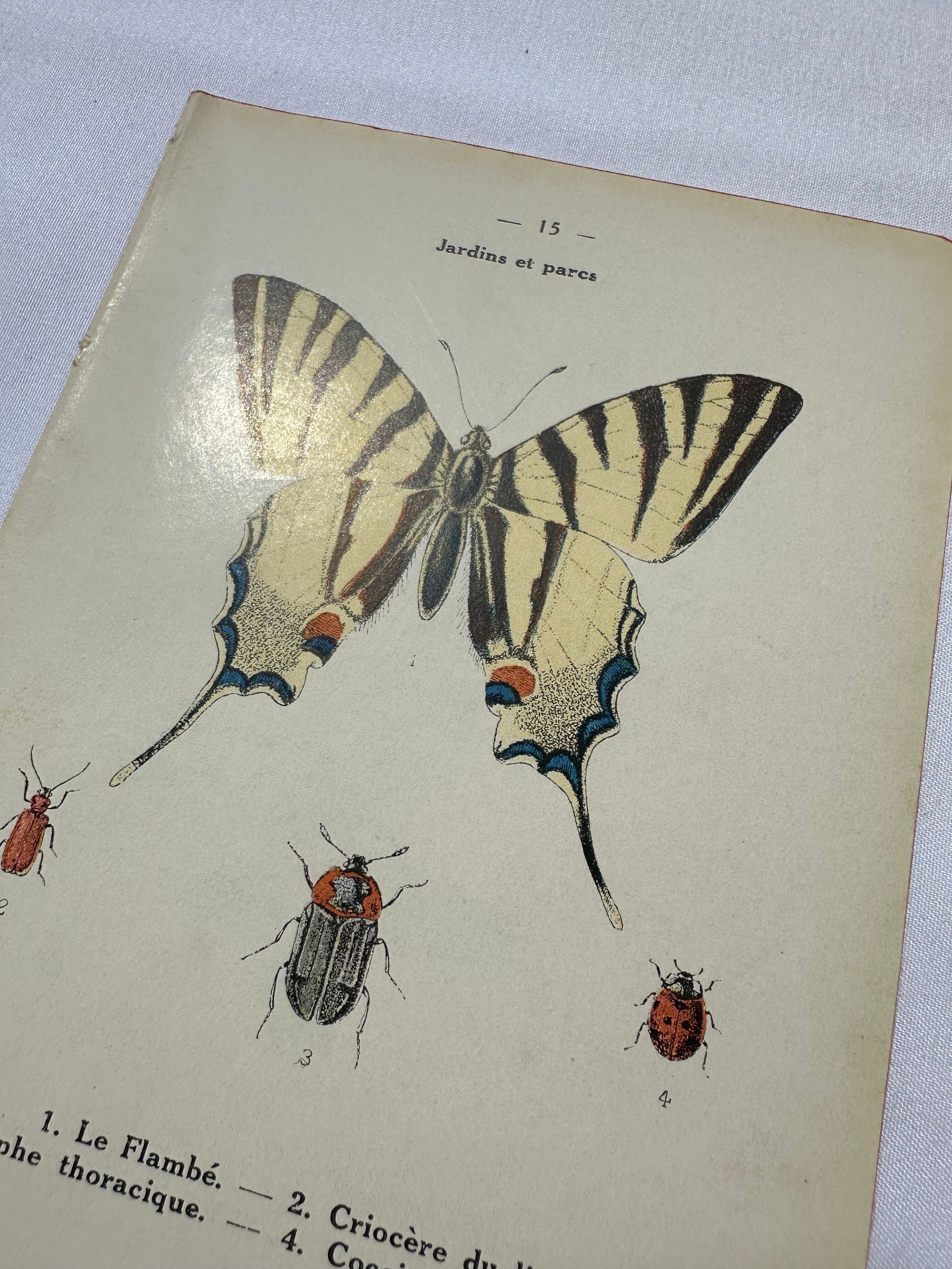 Old botanical lithograph naturalist double-sided
