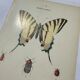 Old botanical lithograph naturalist double-sided