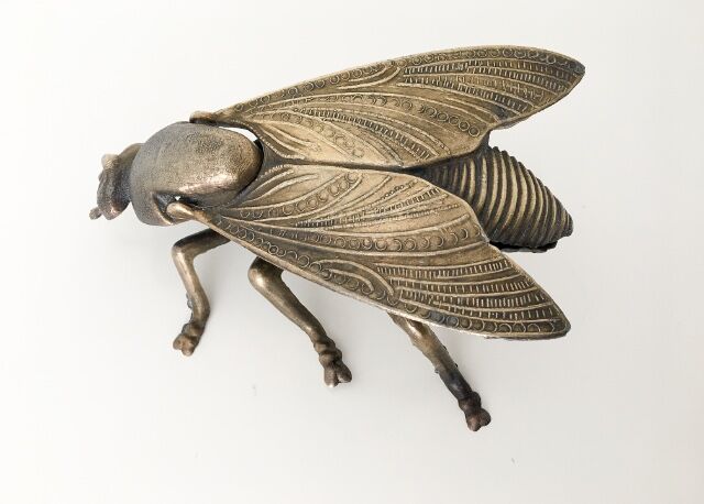 Golden ashtray fly
