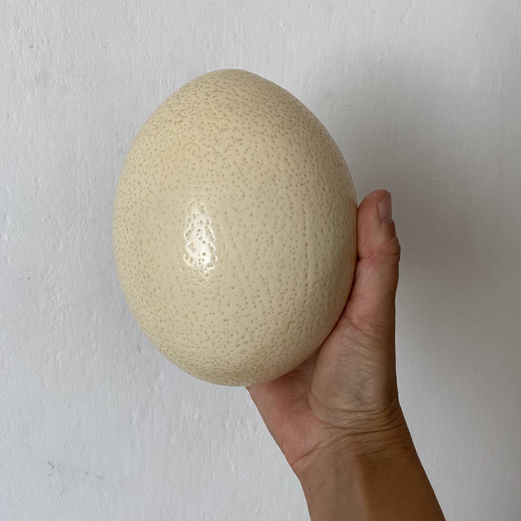 Ostrich egg curiosity cabinet
