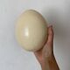 Ostrich egg curiosity cabinet