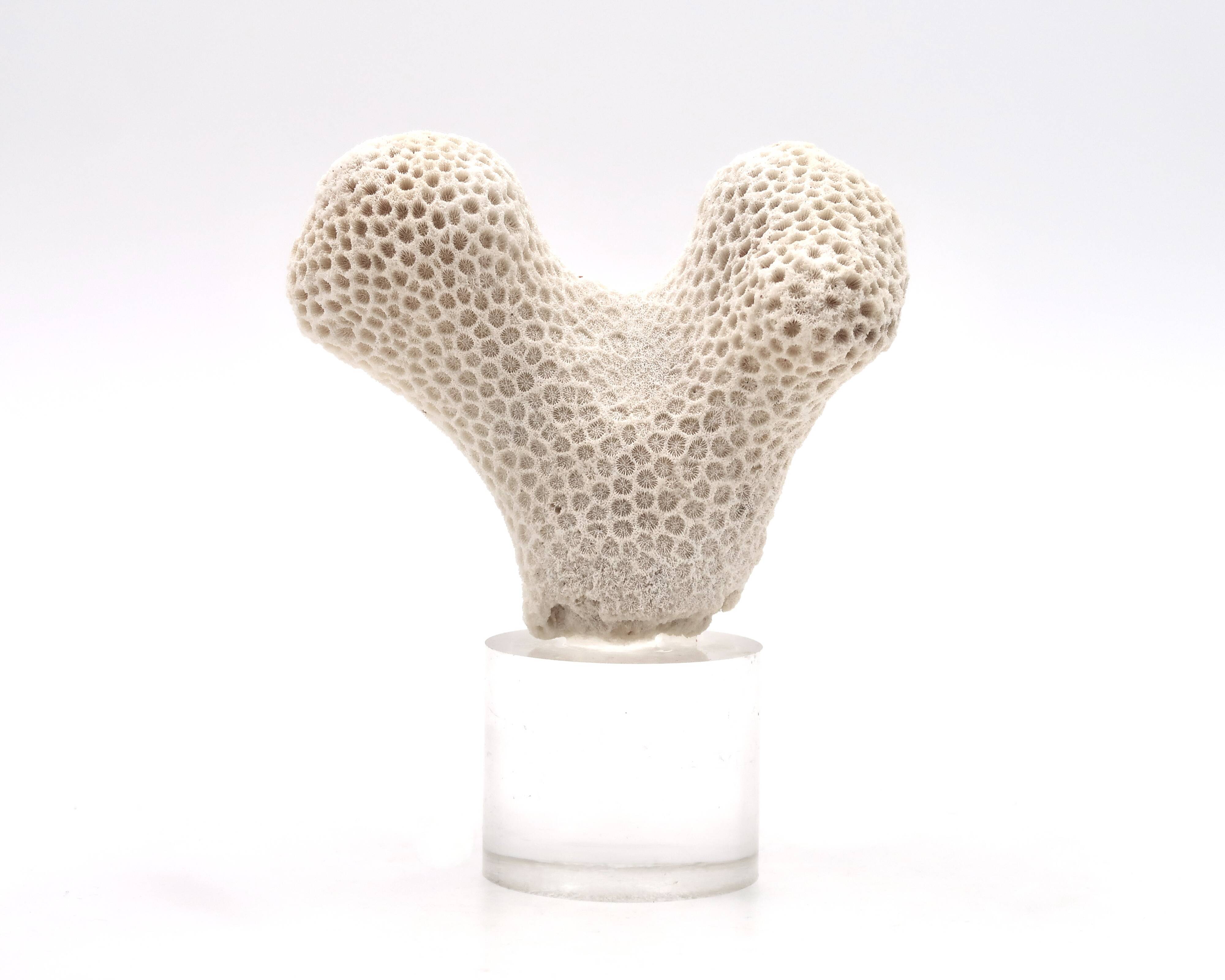 Coral bench on resin base, 1970s
