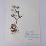 Ensemble de 6 planches d'herbier