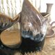 Fish vase