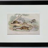Planche zoologique originale " putois - furet - loutre - blaireau " buffon 1840