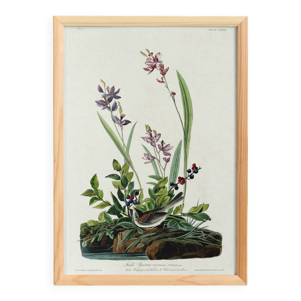 Affiche sur le Bruant des champs, d’après une gravure ancienne de 1827.