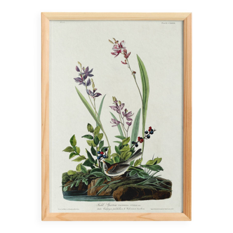 Poster about the Field Bunting, based on an old engraving from 1827.