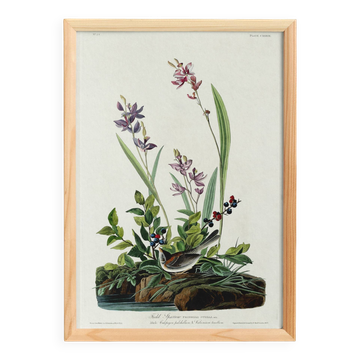 Affiche sur le Bruant des champs, d’après une gravure ancienne de 1827.