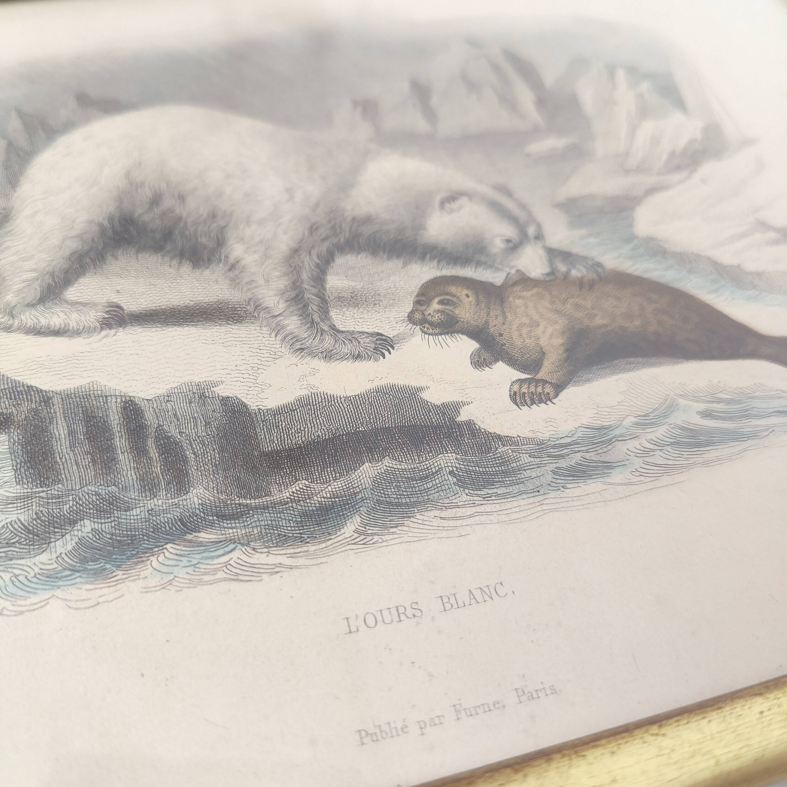Planche zoologique gravure Buffon ours blanc et phoque cadre bois doré