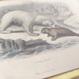 Zoological board engraving Buffon white bear and seal gilded wood frame