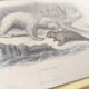 Zoological board engraving Buffon white bear and seal gilded wood frame