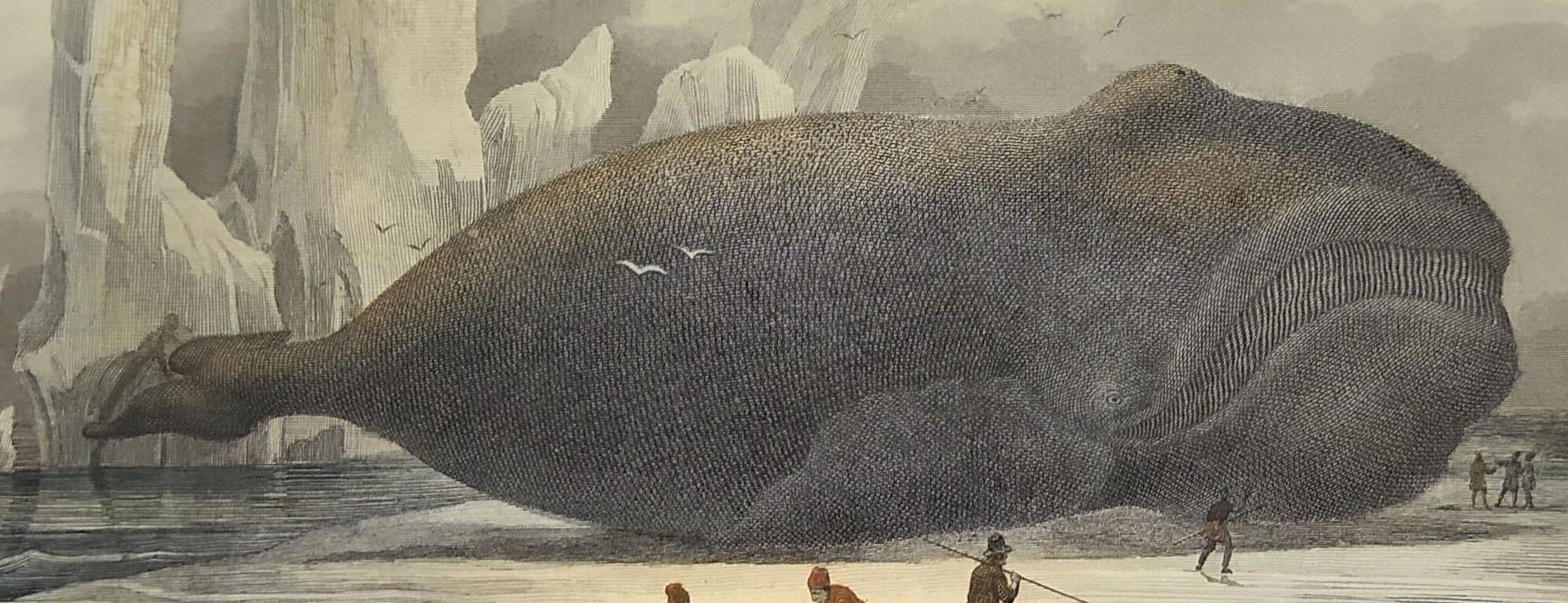 Original zoological plate of 1839 " the right whale "