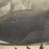 Original zoological plate of 1839 " the right whale "