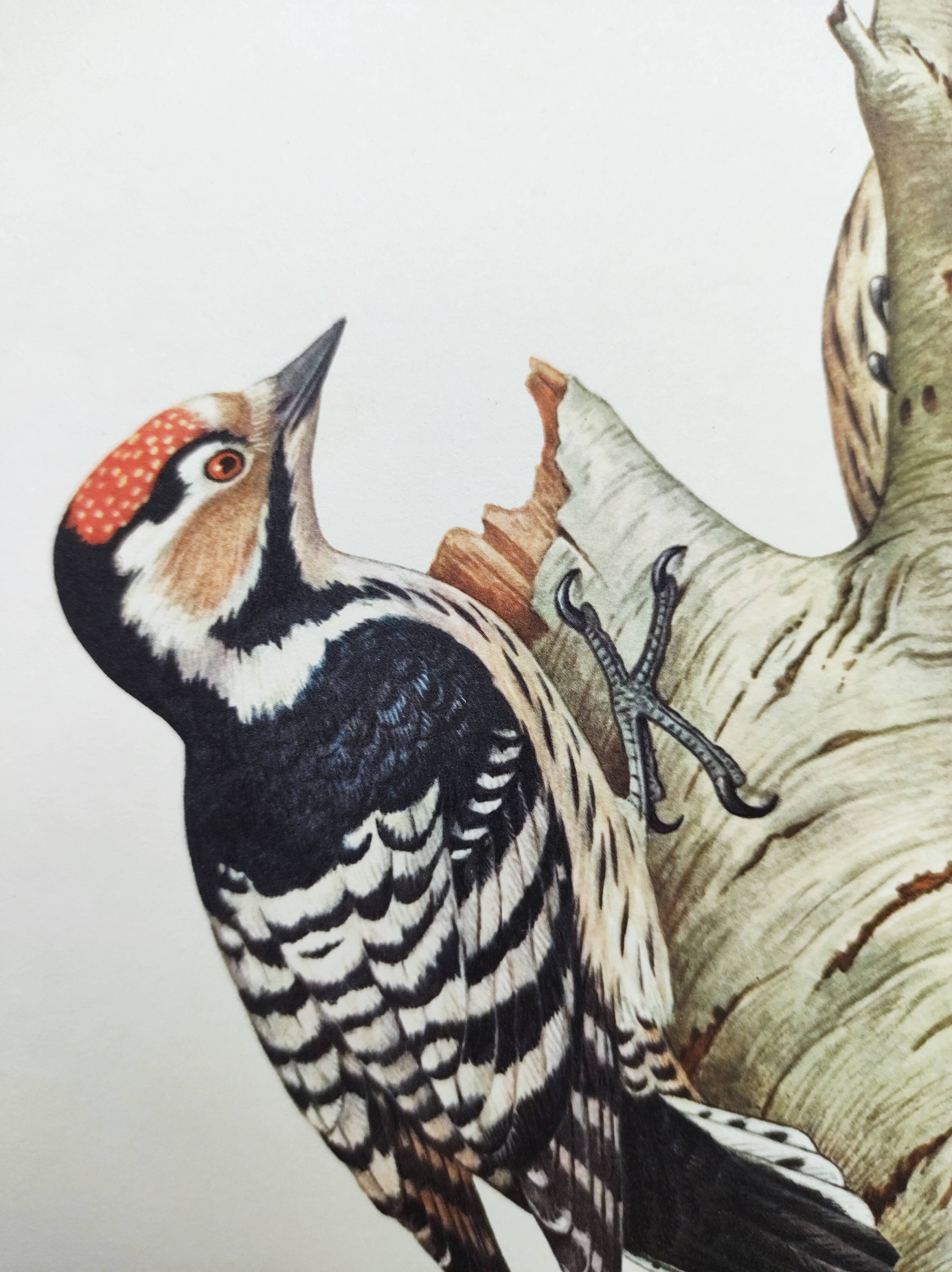 Old bird illustration. 1965 - Pic Epeichette - Natural zoological board