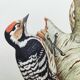 Old bird illustration. 1965 - Pic Epeichette - Natural zoological board