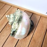 Green Turban Shell or Turbo Marmoratus