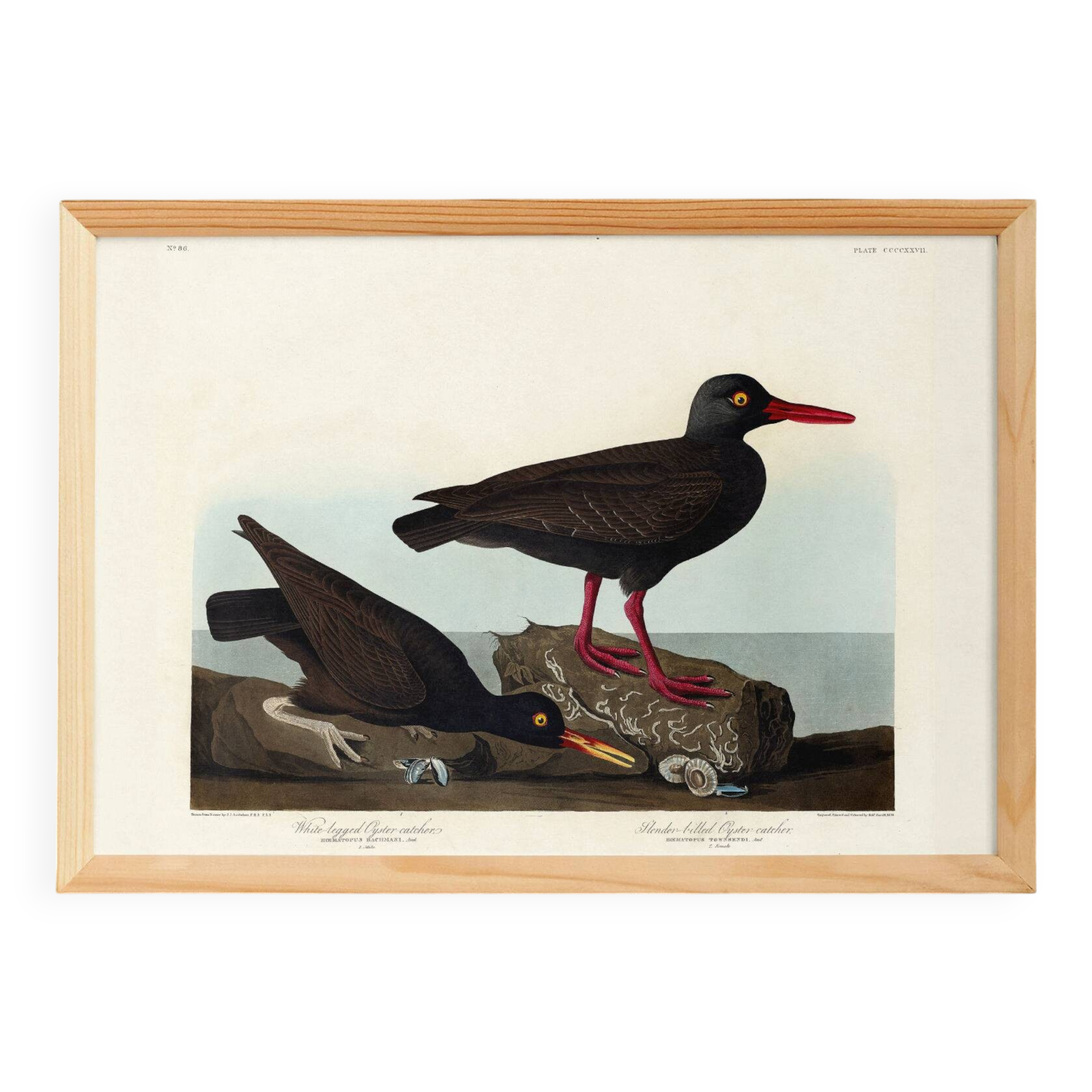 Poster about the "Eurasian Oystercatcher", based on an old engraving from 1827.