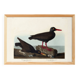 Poster about the "Eurasian Oystercatcher", based on an old engraving from 1827.