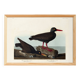 Poster about the "Eurasian Oystercatcher", based on an old engraving from 1827.