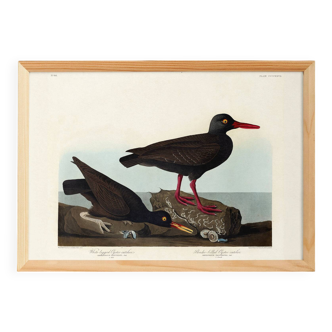 Poster about the "Eurasian Oystercatcher", based on an old engraving from 1827.
