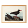 Poster about the "Eurasian Oystercatcher", based on an old engraving from 1827.