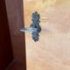 Vintage wardrobe highgloss