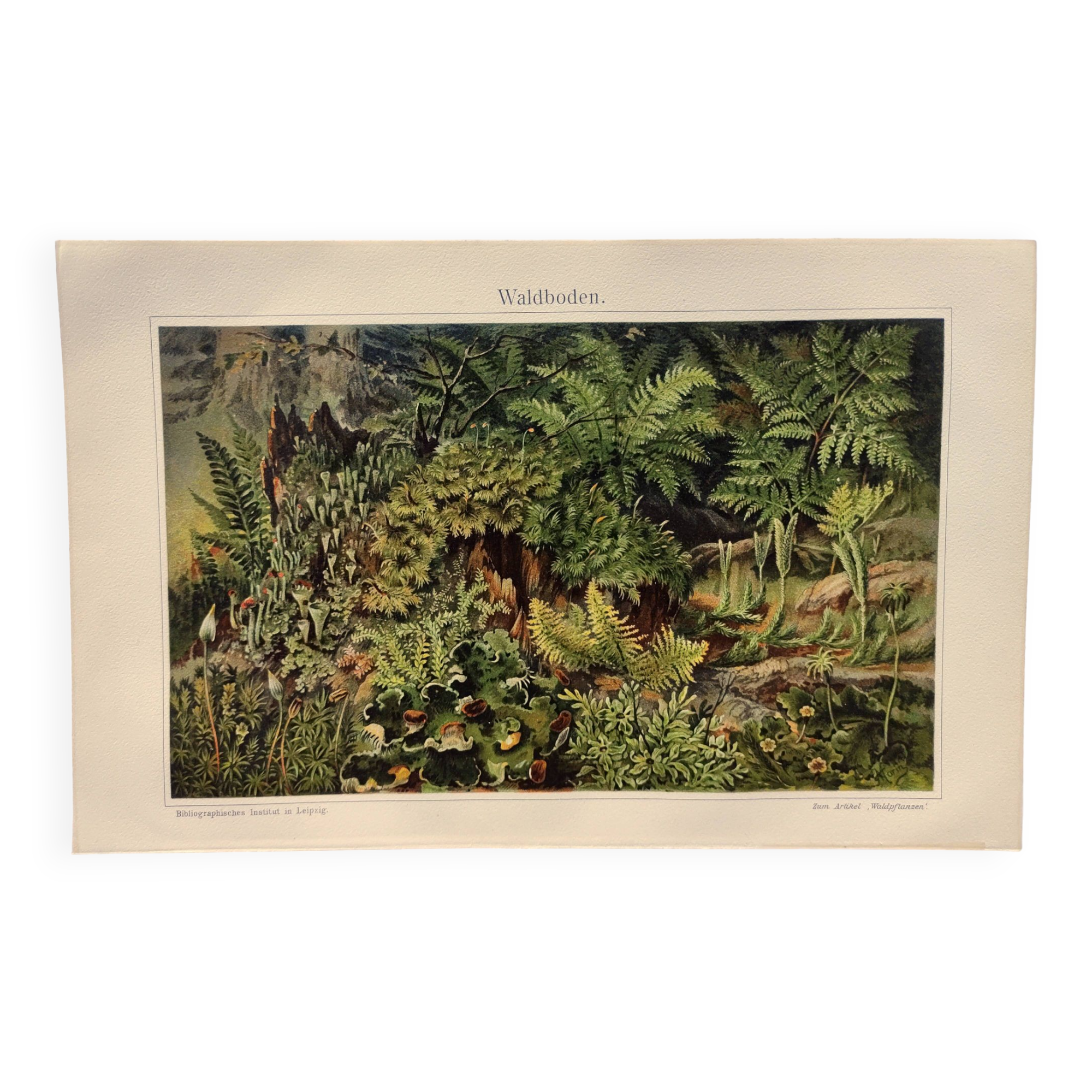 Small Engraving from 1909 - The forest and its soil - Old German plate - Chromolithograph