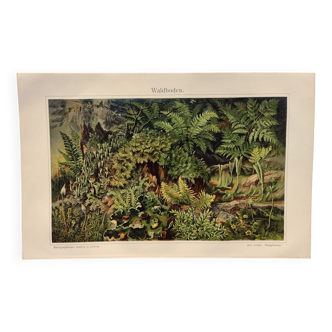 Petite Gravure de 1909 - La forêt et son sol - Planche ancienne allemande - Chromolithographie