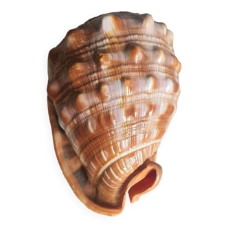 Xiaohuahua shell