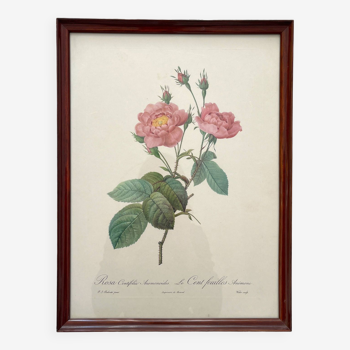 Lithographie encadrée roses Pierre Joseph Redouté, affiche botanique vintage