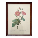 Framed lithograph roses Pierre Joseph Redouté, vintage botanical poster