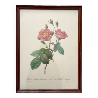 Framed lithograph roses Pierre Joseph Redouté, vintage botanical poster