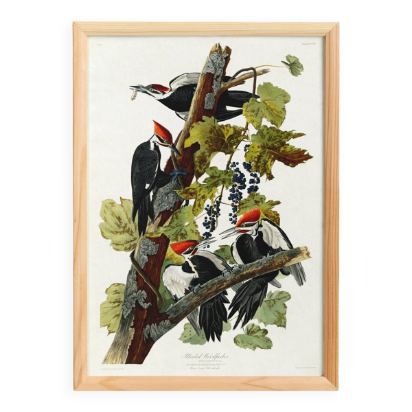 Affiche sur le Pic à huppe rouge, d’après une gravure ancienne de 1827.