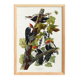 Poster about the Red-crested Woodpecker, based on an old engraving from 1827.